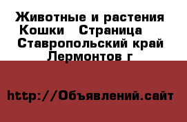 Животные и растения Кошки - Страница 2 . Ставропольский край,Лермонтов г.